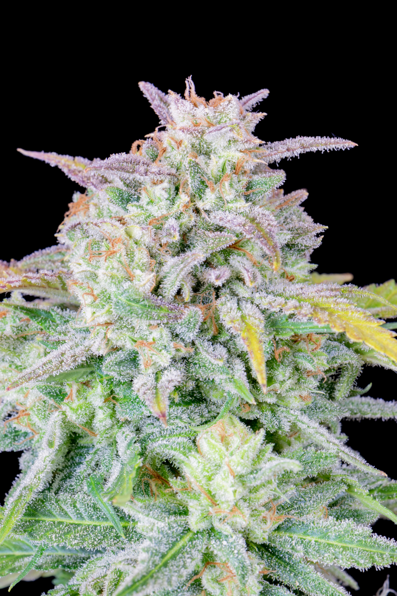 Photo of Afghan Kush Auto