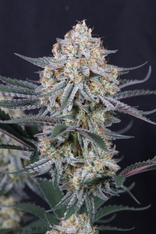Guava Sundae Auto