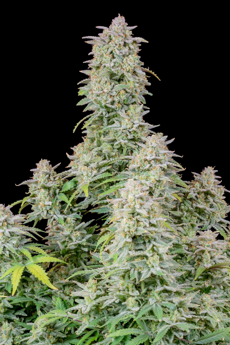 Photo of Forbidden Runtz Auto
