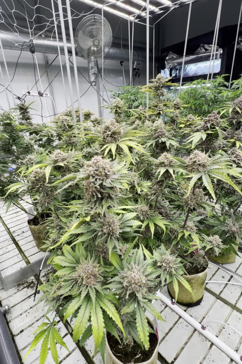 Cherry Cola Auto RF3