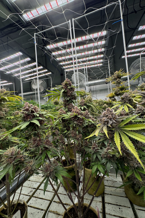 Cherry Cola Auto RF3