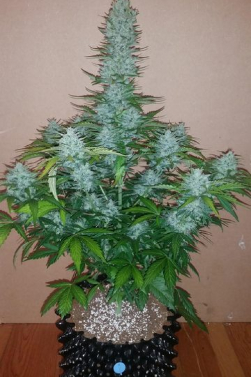 G14 Auto