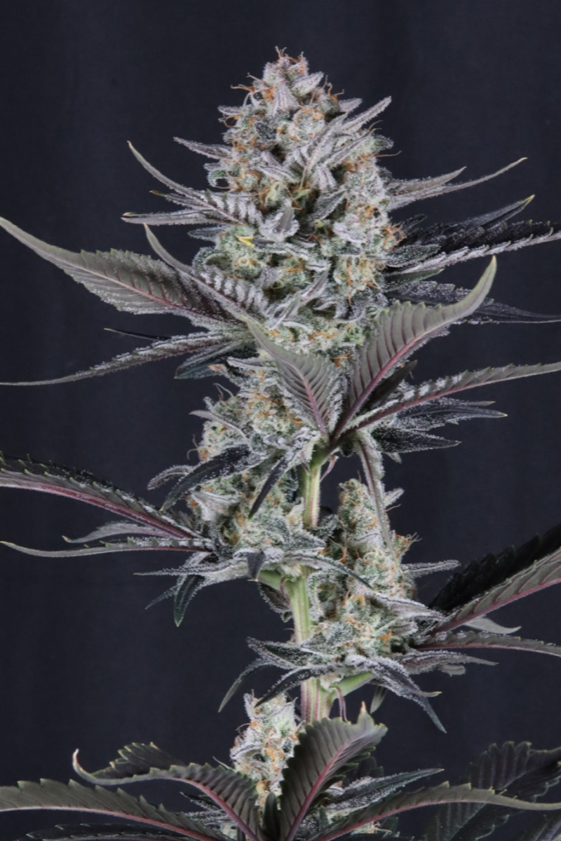 Photo of Mendo Guava Auto