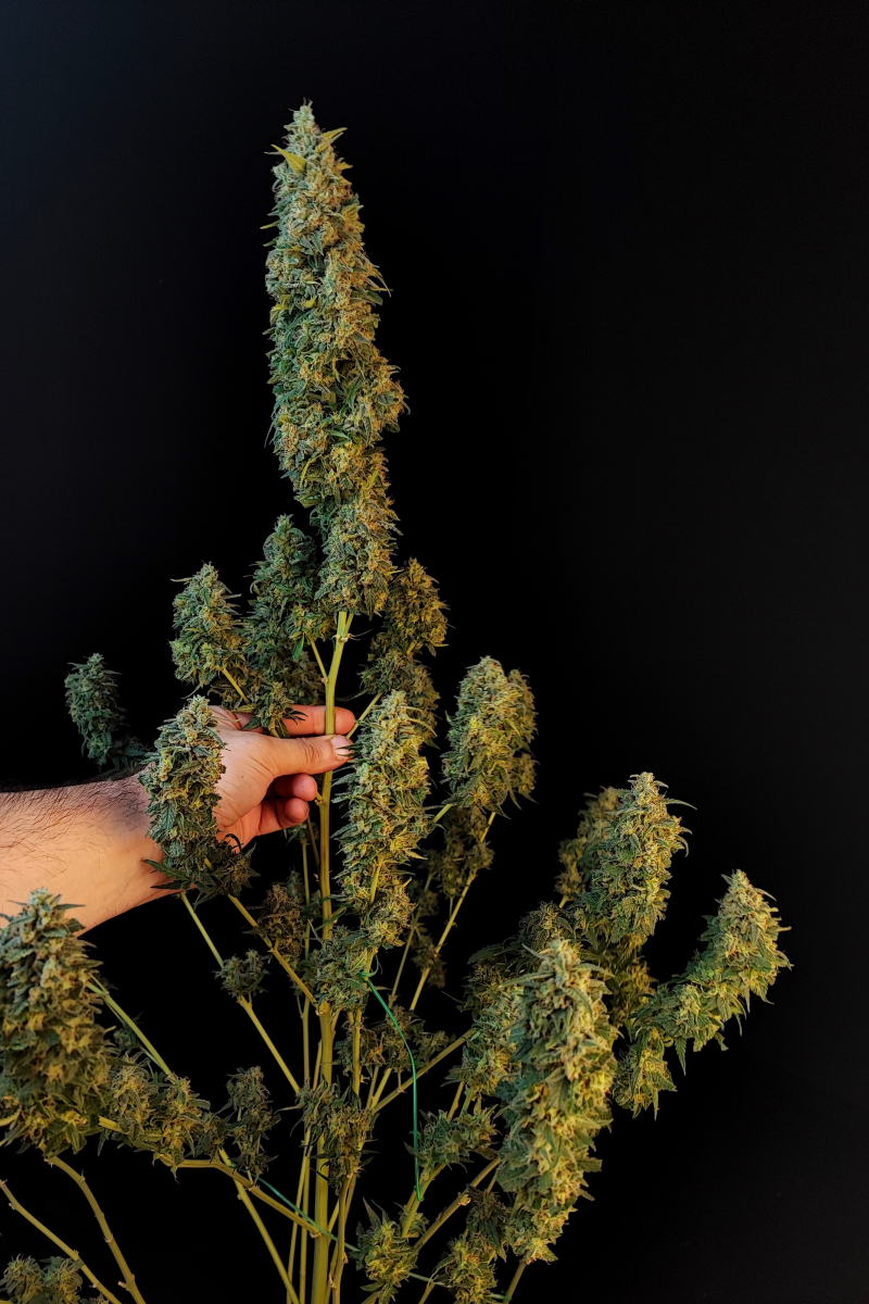 Photo of Sour Diesel Auto