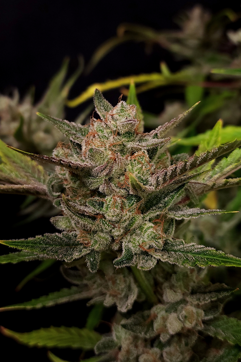 Photo of Ztrawberriez Auto