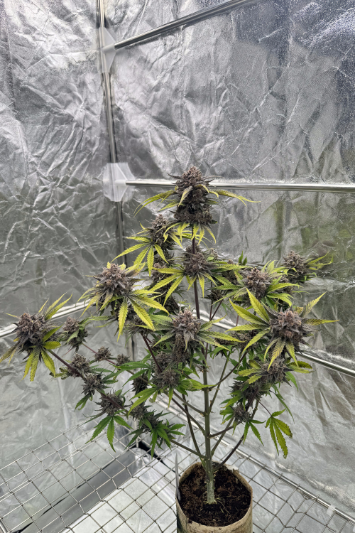 Cherry Cola Auto RF3