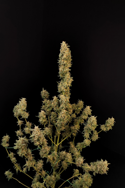 Critical Auto