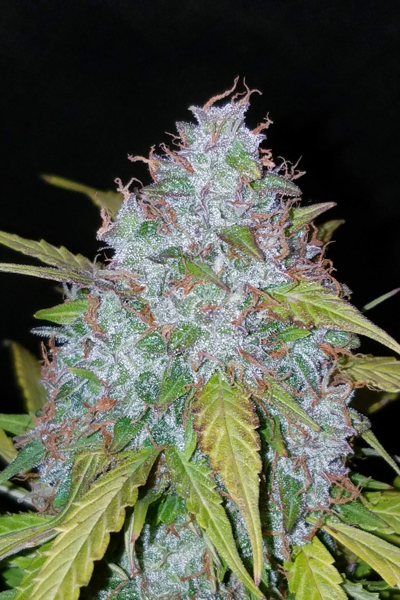 Photo of Californian Snow Auto