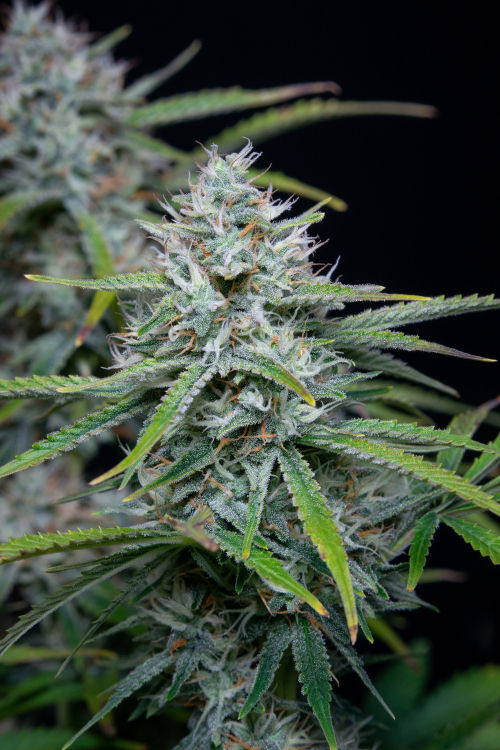 White Widow Auto