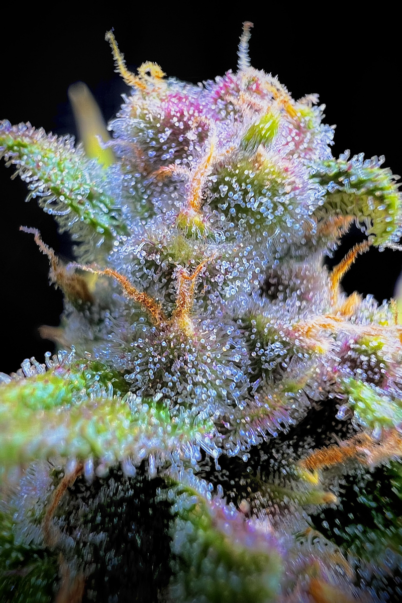 Photo of Gorilla Punch Auto