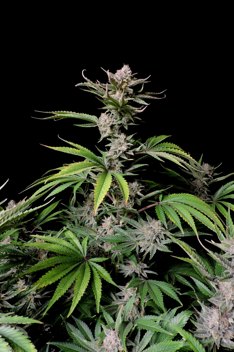 Photo of Cherry Cola Auto