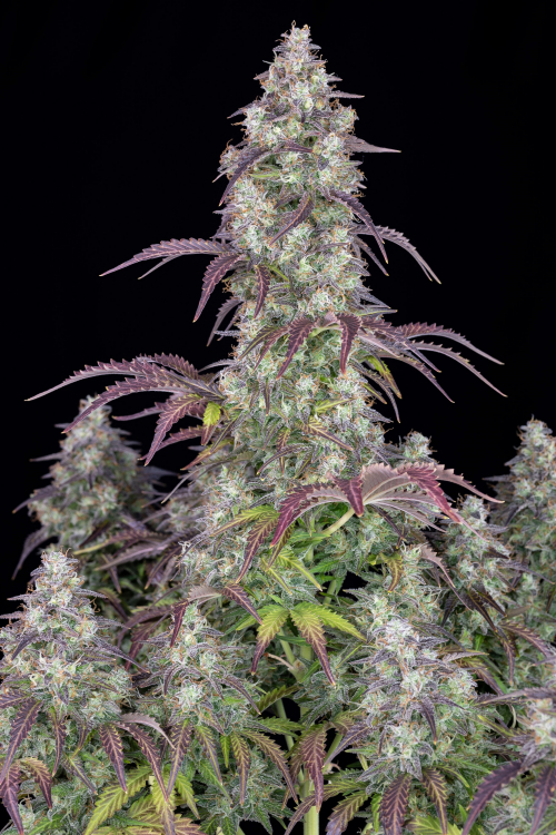 Lemon Pie Auto