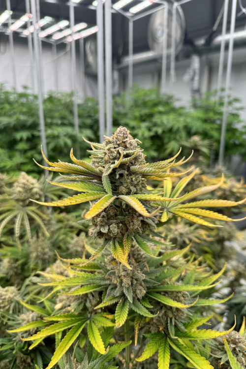Cherry Cola Auto RF3