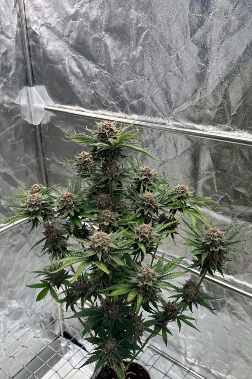 Cherry Cola Auto RF3
