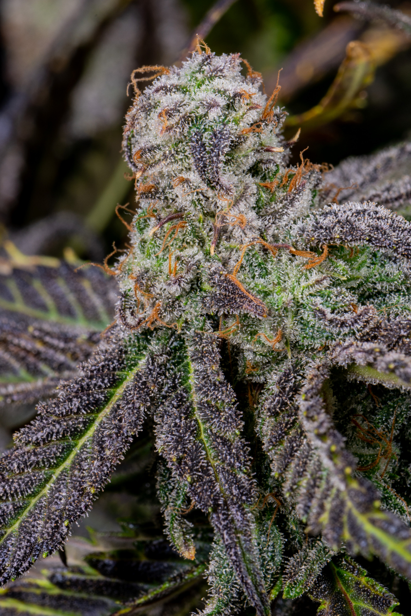 Photo of Banana Purple Punch Auto
