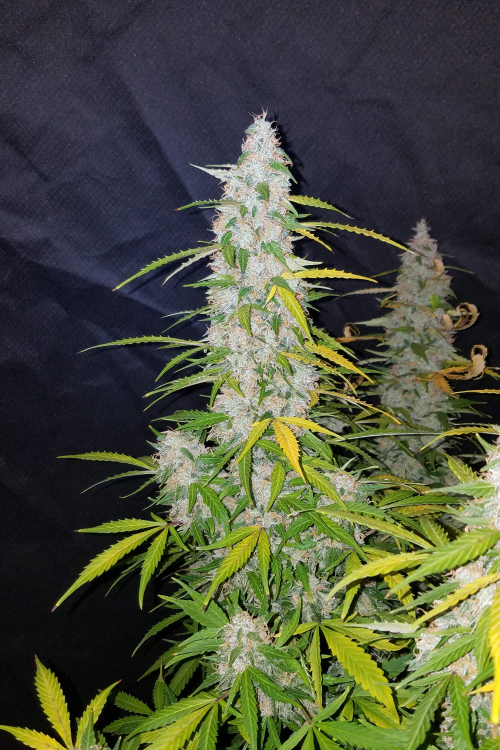 Californian Snow Auto