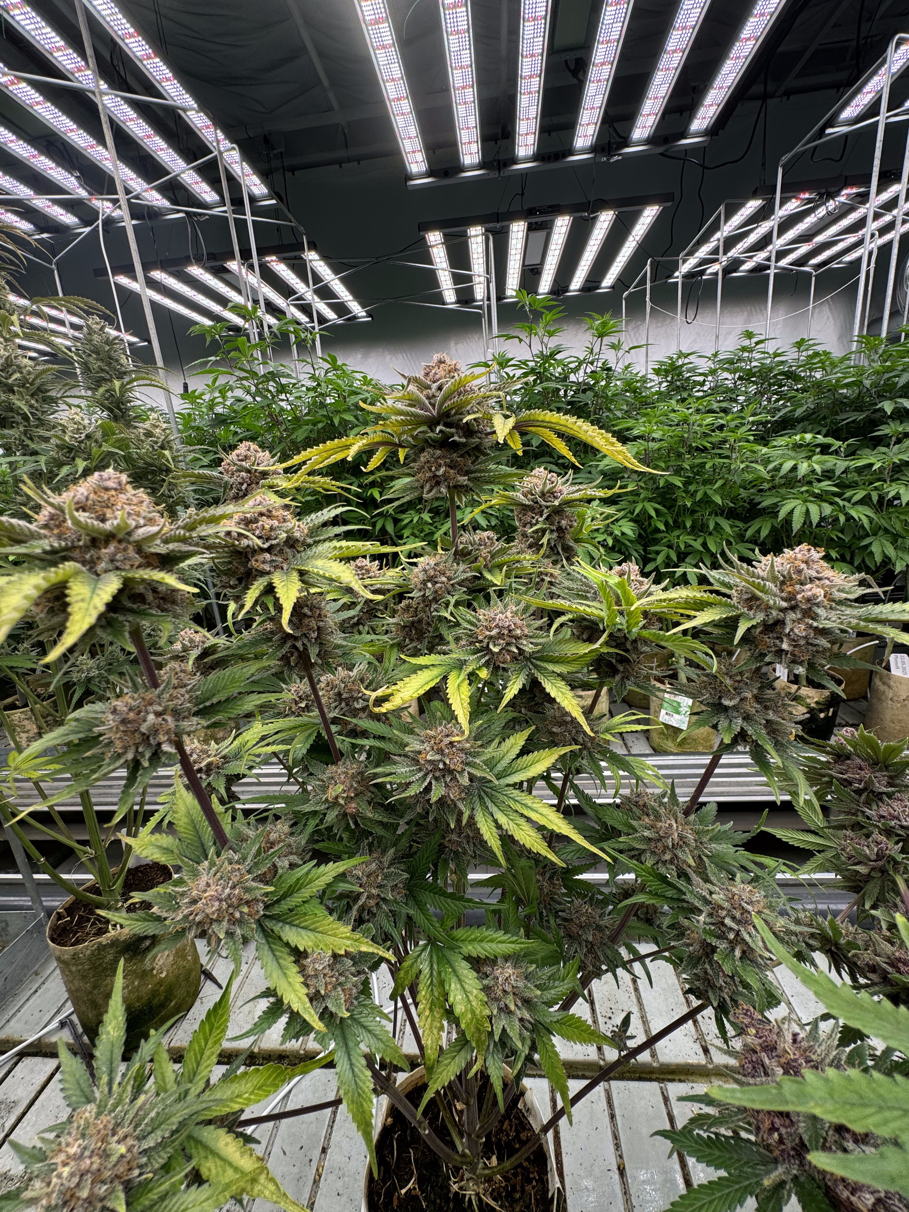 Cherry Cola Auto RF3