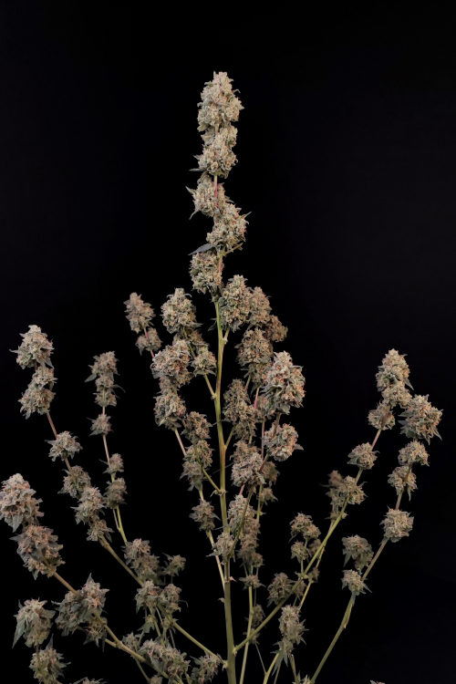 AK Auto