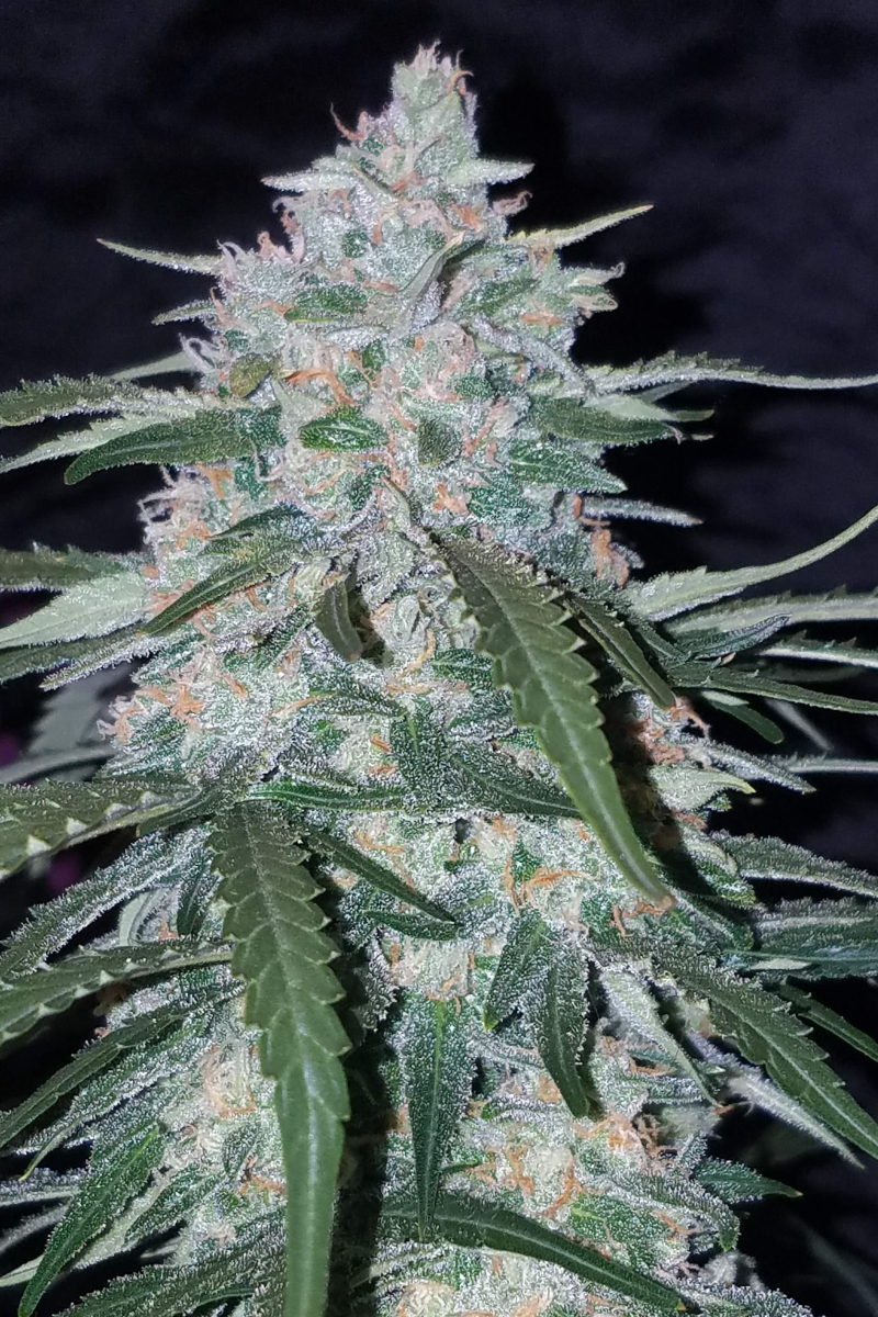 Photo of Pineapple Express Auto