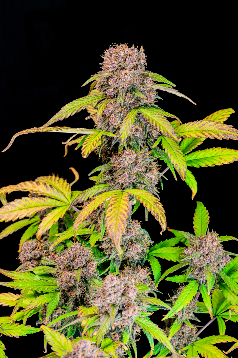 Photo of Lemon Cherry Cookies Auto