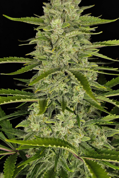 Papaya Cookies Auto