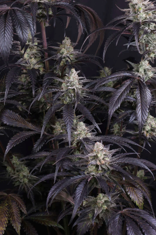 Strawberry Gorilla Auto RF3