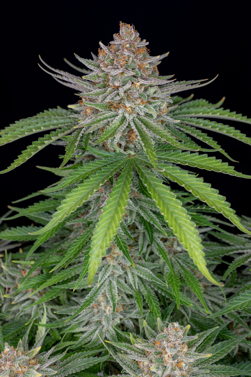 Photo of Strawberry Pie Auto