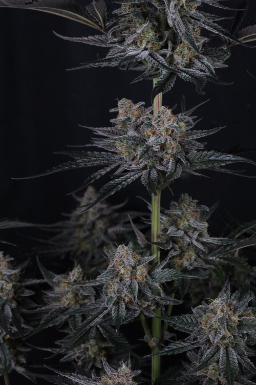 Mendo Guava Auto