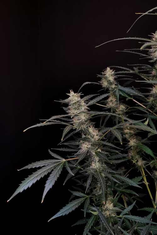 Amnesia Haze Auto