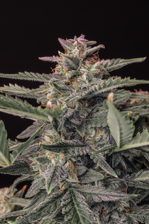 White Widow Auto