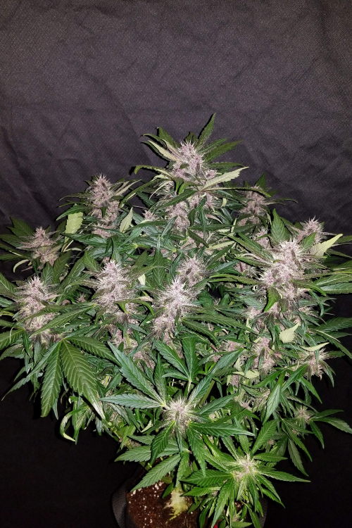 C4 Auto