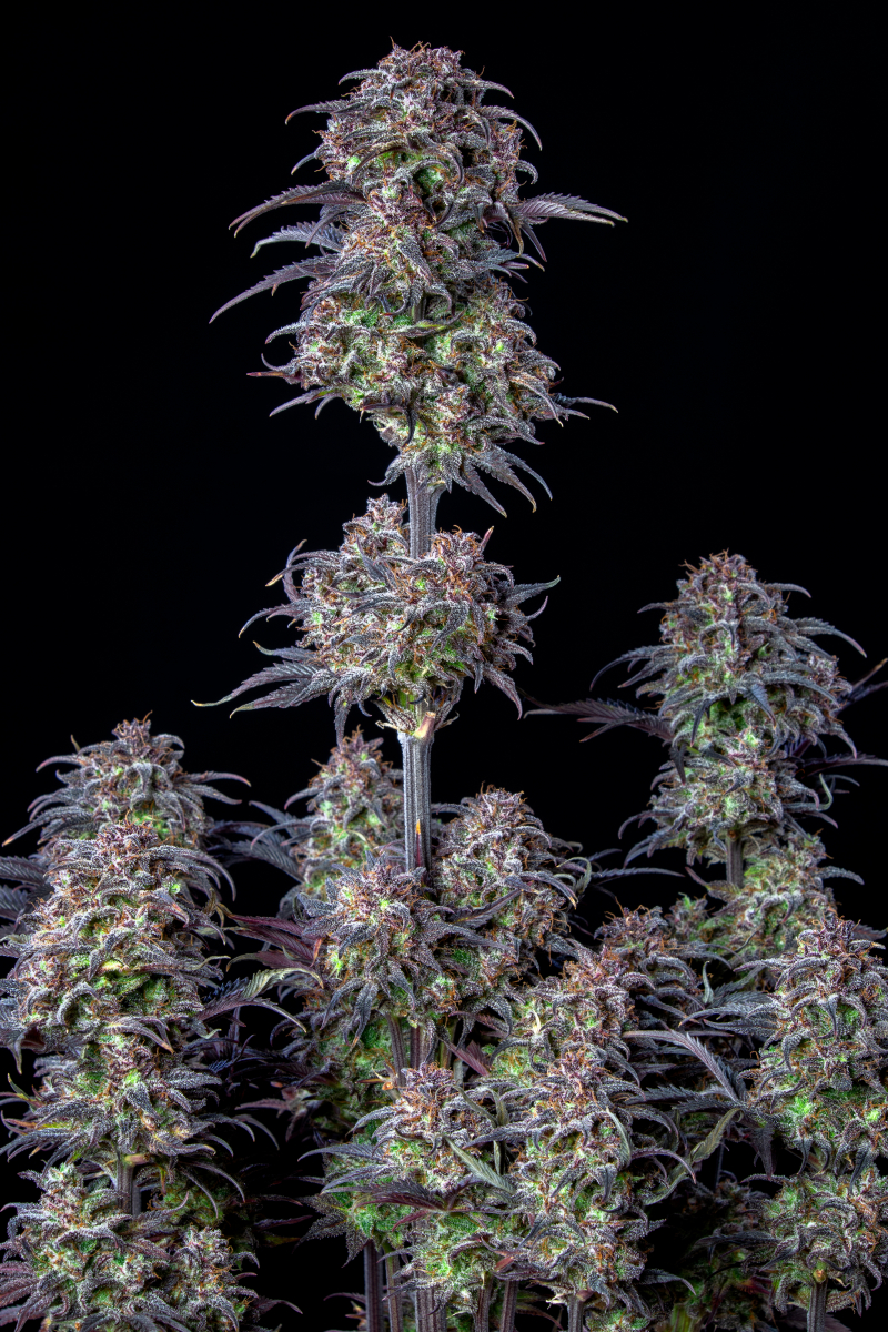 Photo of Blueberry Auto