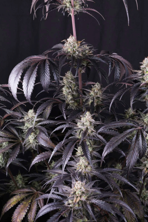 Strawberry Gorilla Auto RF3