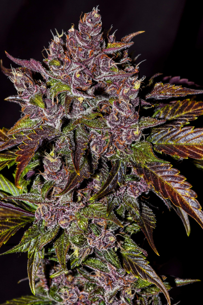 Photo of Blackberry Auto