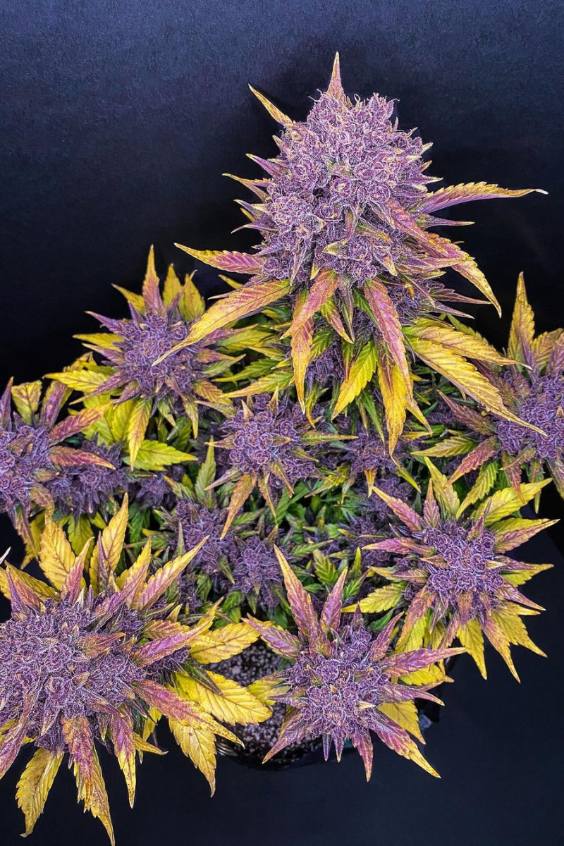 Photo of Purple Lemonade Auto