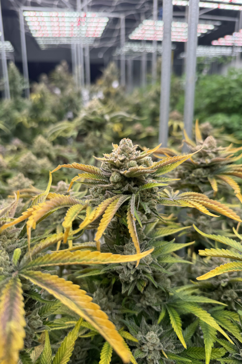 Cherry Cola Auto RF3