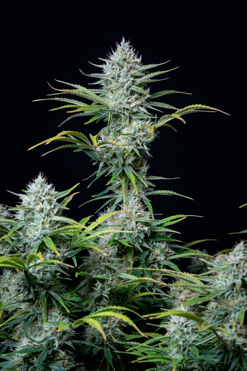 Photo of White Widow Auto