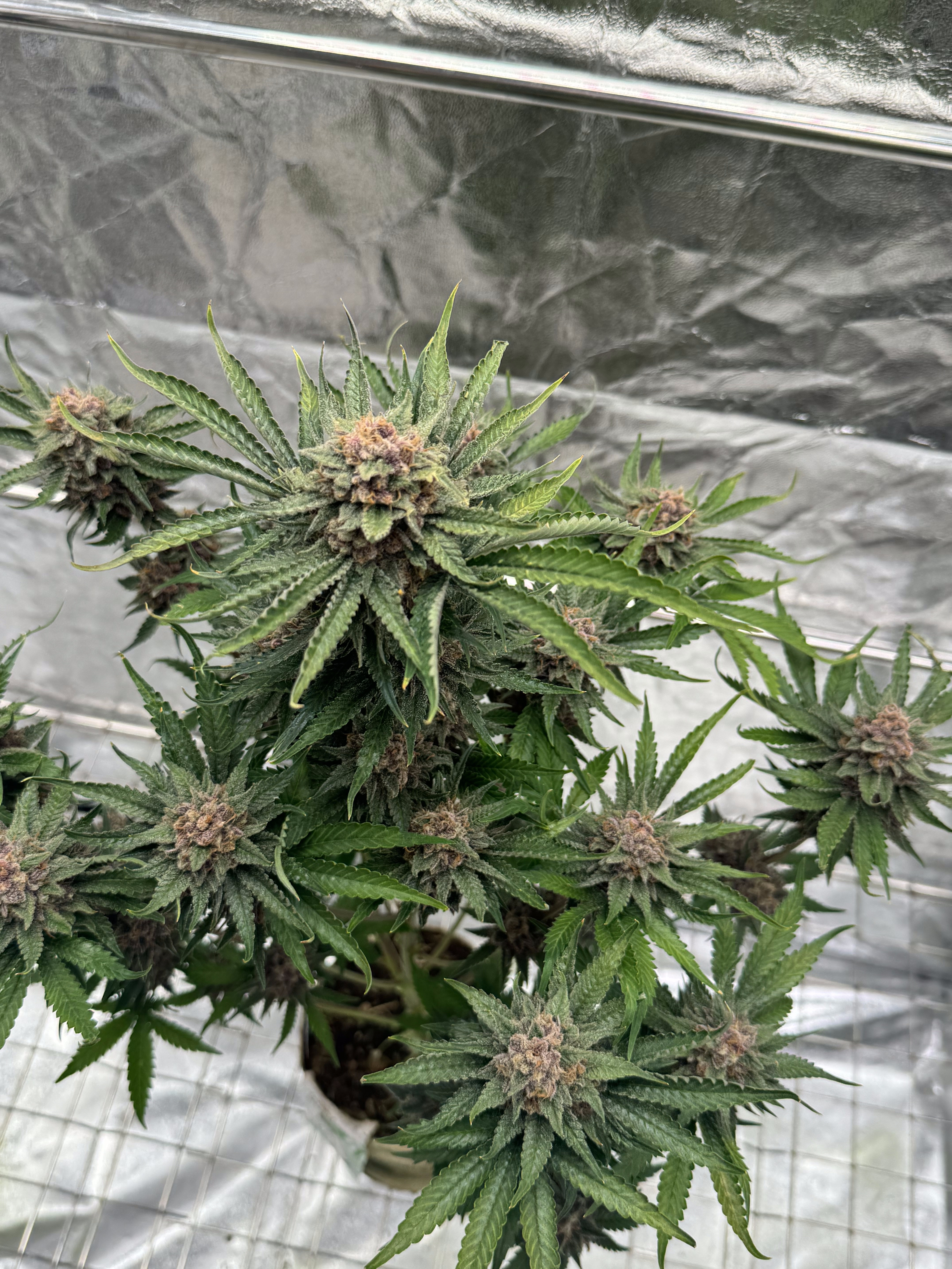 Cherry Cola Auto RF3