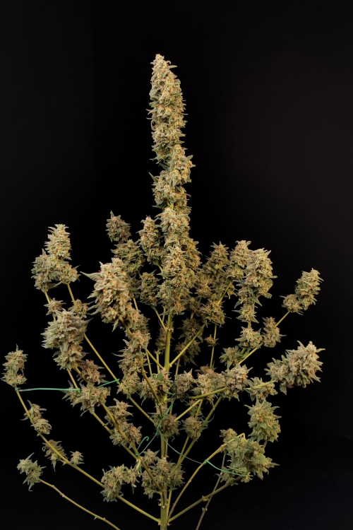 Critical Auto