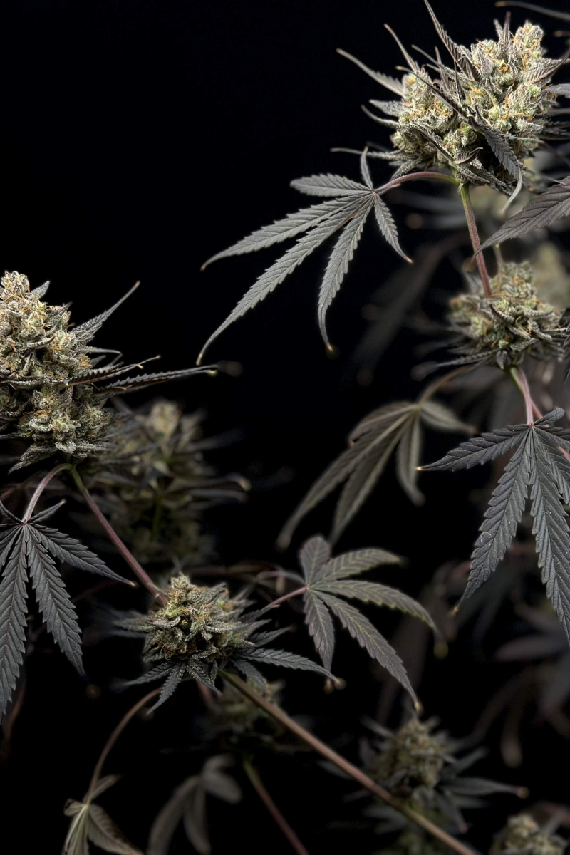 Photo of Pound Cake Auto