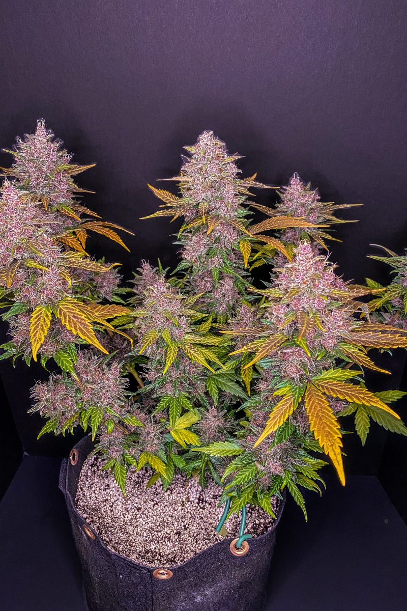 Photo of LSD25 Auto