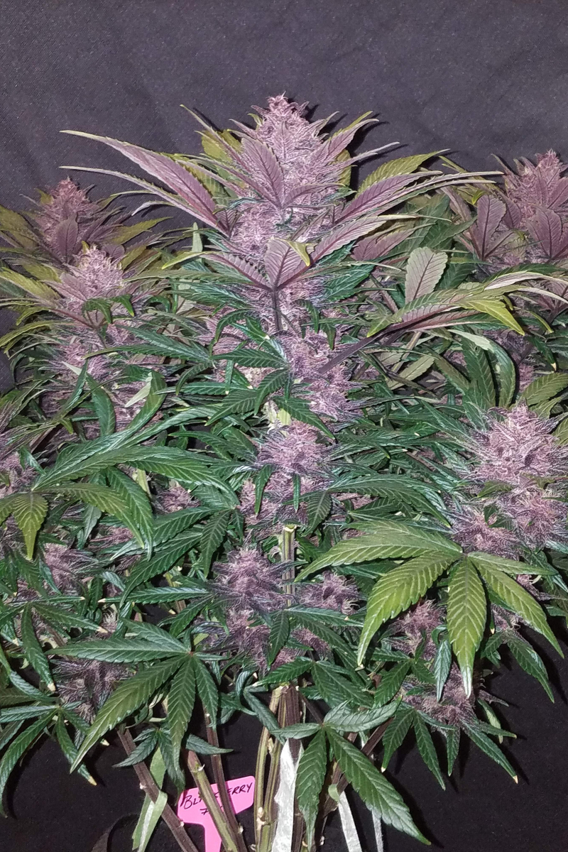 Photo of Blackberry Auto