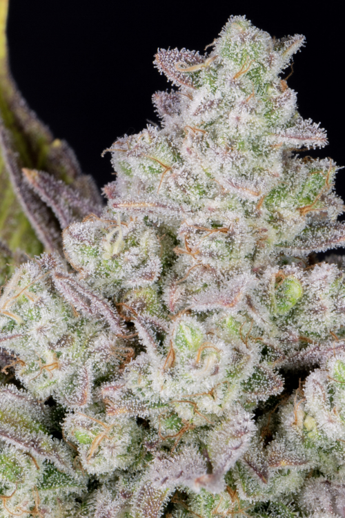 Gorilla Cookies Auto