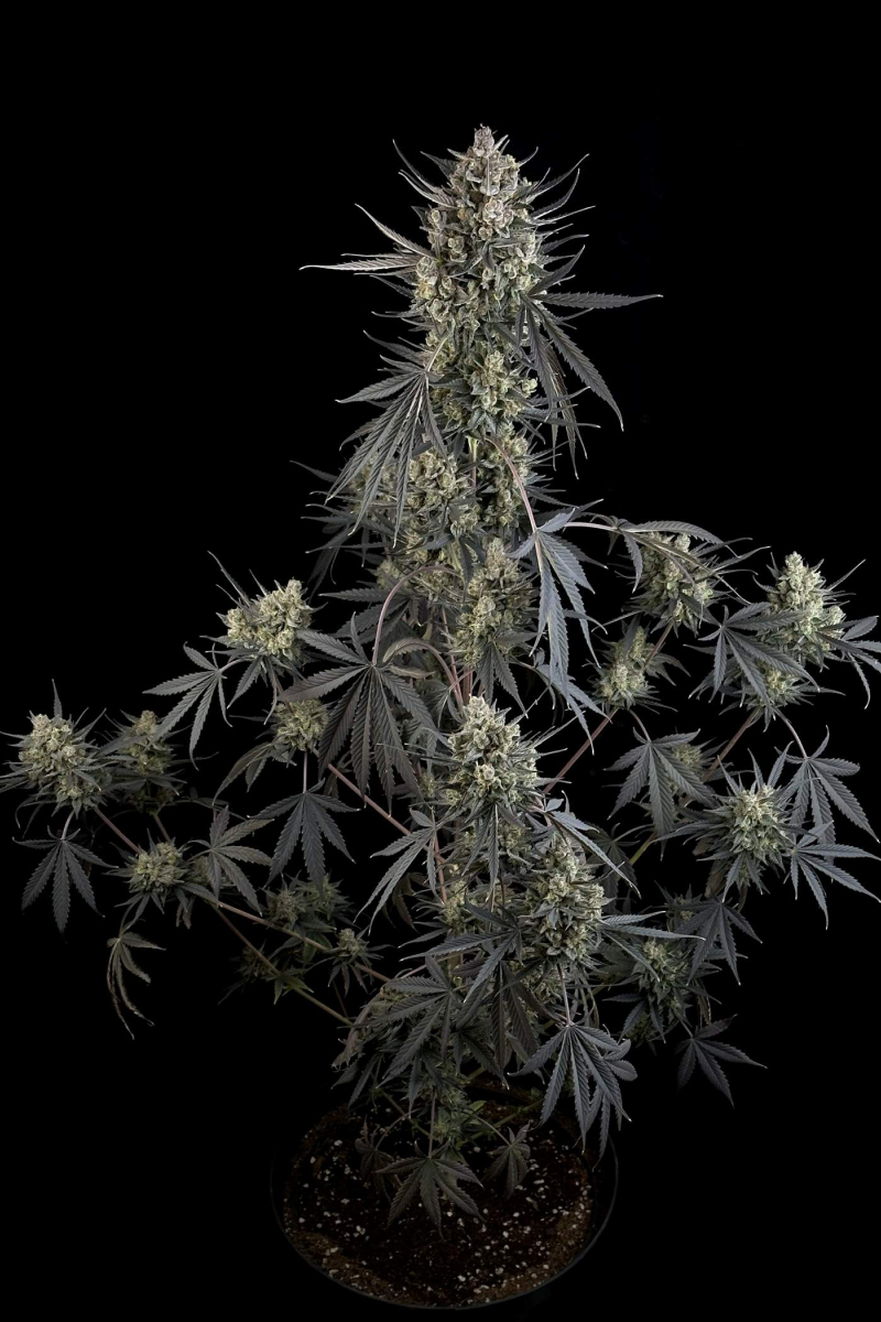 Photo of Pound Cake Auto