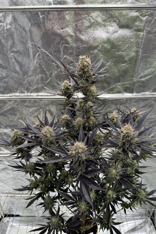 Guava Auto RF3