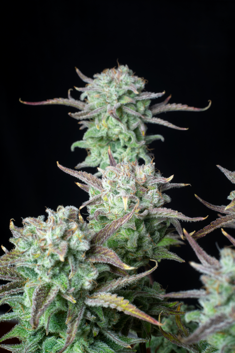 Photo of Strawberry Banana Auto