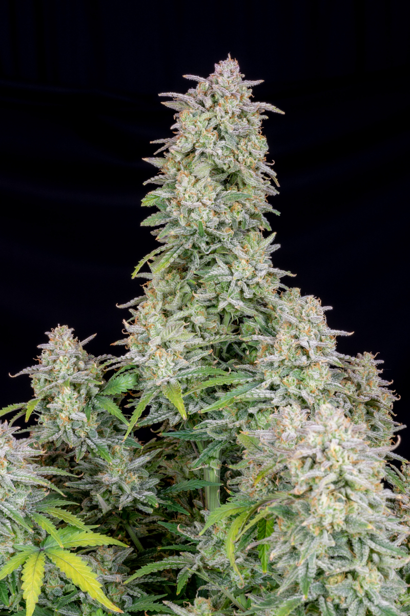 Photo of Forbidden Runtz Auto