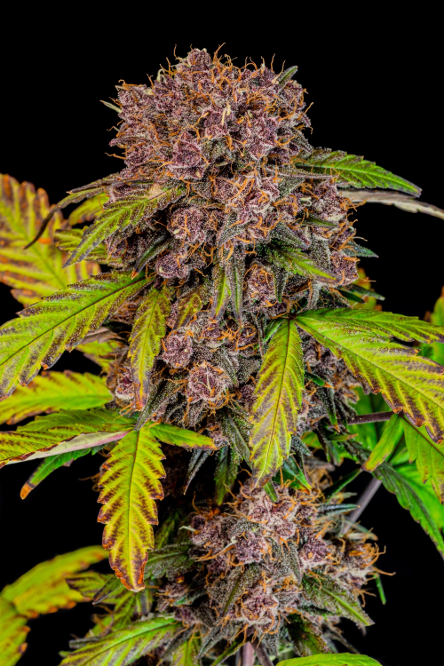 Lemon Cherry Cookies Auto