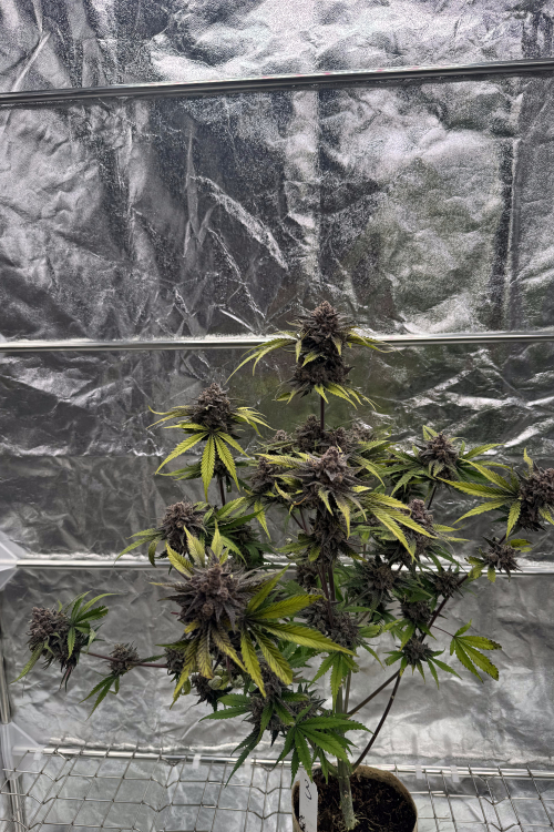 Cherry Cola Auto RF3