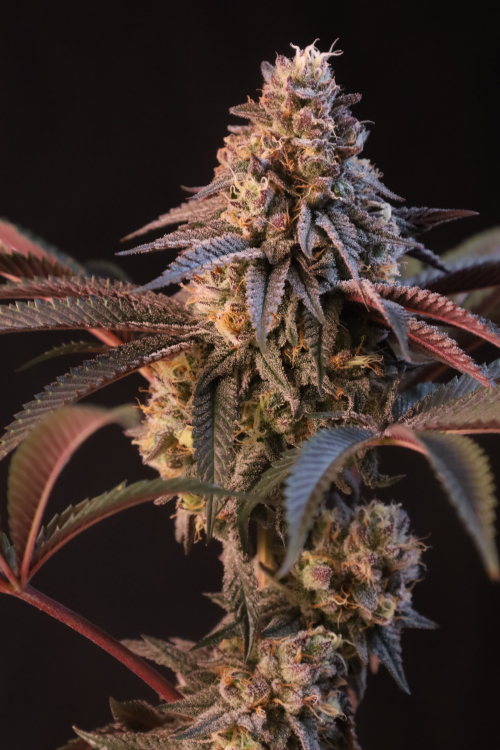 Lemon Cherry Runtz
